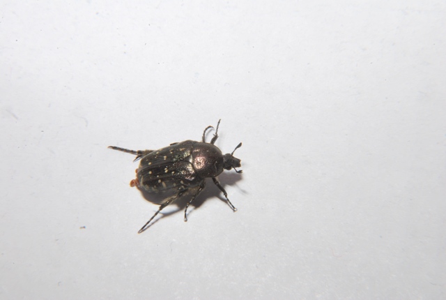 Oxythyrea funesta